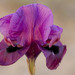 Iris mariae - Photo 由 Kristof Zyskowski 所上傳的 (c) Kristof Zyskowski，保留部份權利CC BY