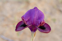 Iris mariae