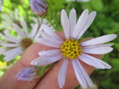 Aster tataricus