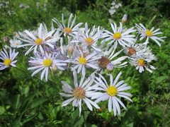 Aster tataricus