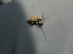 Acanthoderes flavomaculata
