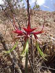 Hippeastrum cybister