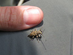 Acanthoderes flavomaculata