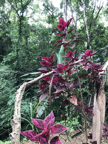 Foto de Coração-magoado