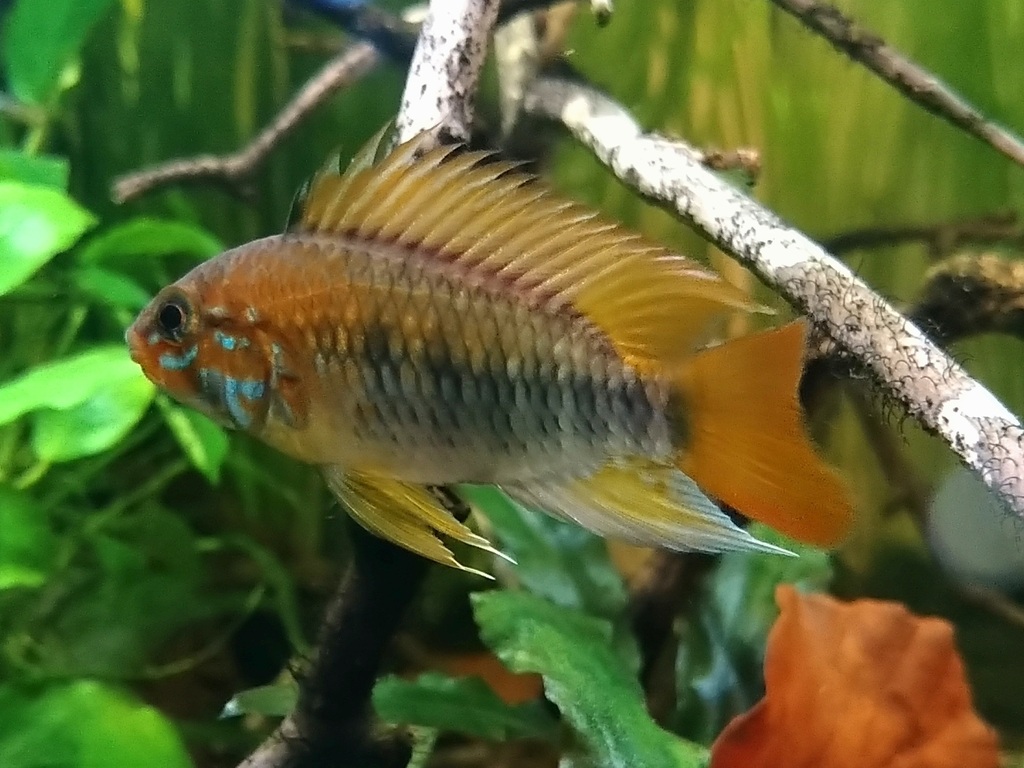 Apistogramma de MacMaster (Apistogramma macmasteri)