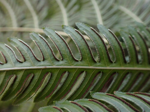 Image of Pteris wallichiana by no rights reserved