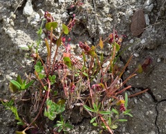 Claytonia parviflora