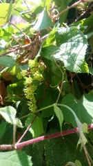 Vitis tiliifolia