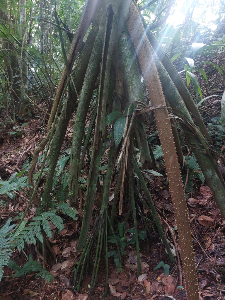 Foto de Palmeira-rabo-de-peixe