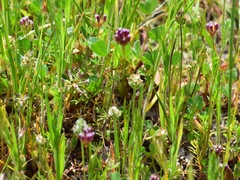 Trifolium gracilentum