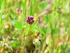 Trifolium gracilentum