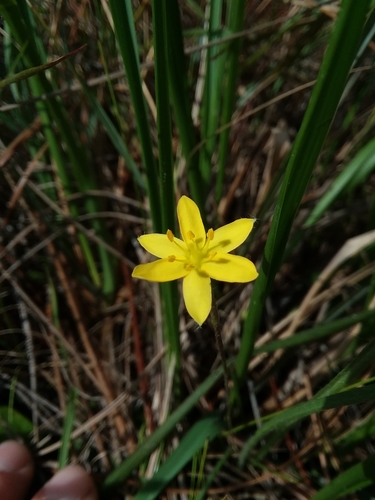 Image of Hypoxis sessilis by (c) Will McFarland, some rights reserved (CC BY)