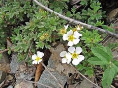 Dasiphora mandshurica