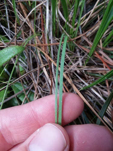 Image of Hypoxis sessilis by (c) Will McFarland, some rights reserved (CC BY)