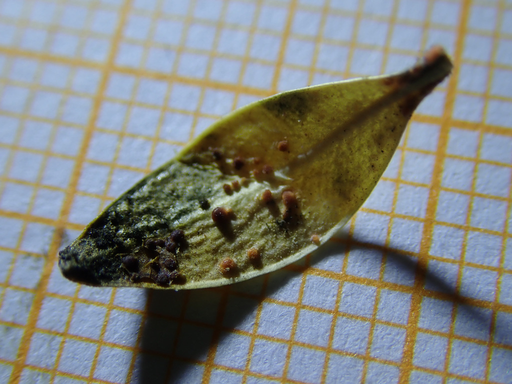 Cyanonectria buxi