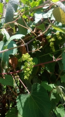 Vitis tiliifolia