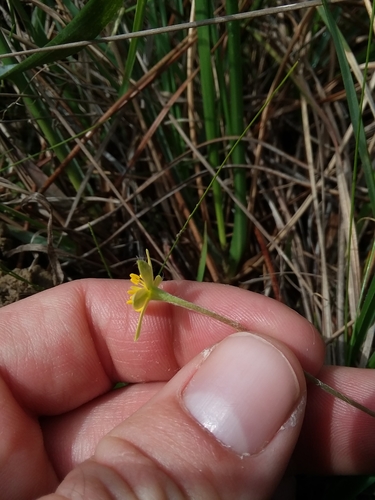 Image of Hypoxis sessilis by (c) Will McFarland, some rights reserved (CC BY)