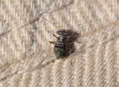 Mesopsocus unipunctatus
