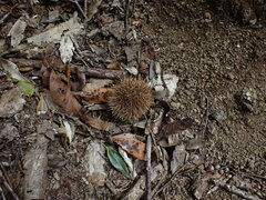 Châtaignier du Japon (Castanea crenata) — photo 2