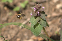 Anthophora villosula