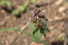 Anthophora villosula