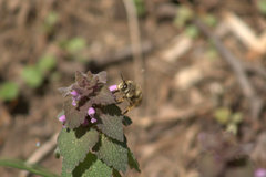Anthophora villosula
