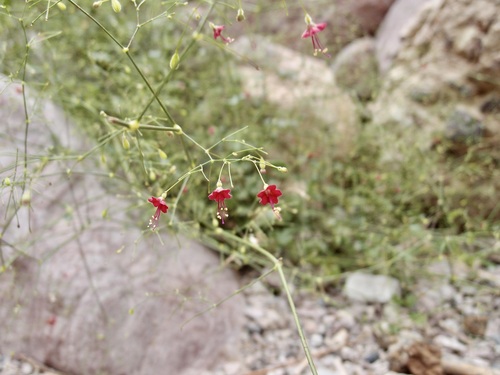 Image of Boerhavia gracillima by (c) Sue Carnahan, some rights reserved (CC BY)