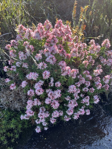 Pink Sprengelia (Sprengelia incarnata)