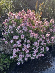 Pink Sprengelia (Sprengelia incarnata)