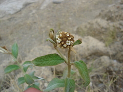 Buddleja aromatica