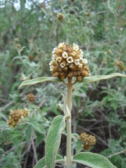 Buddleja aromatica
