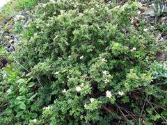 Dasiphora mandshurica