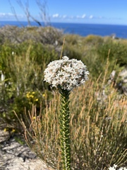 Elliptic Smokebush (Conospermum ellipticum)