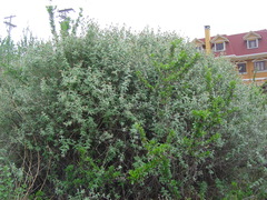 Buddleja aromatica
