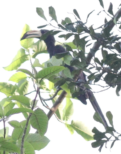 West African Pied Hornbill (Lophoceros semifasciatus), photo 10