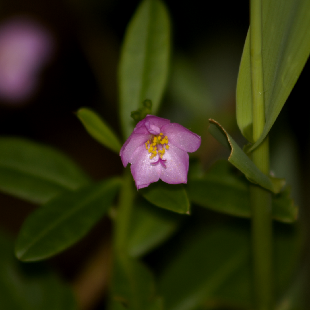 Imagem de Bredo-de-jardim