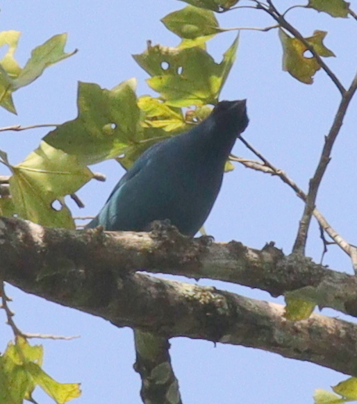 Blue Cuckooshrike illustration