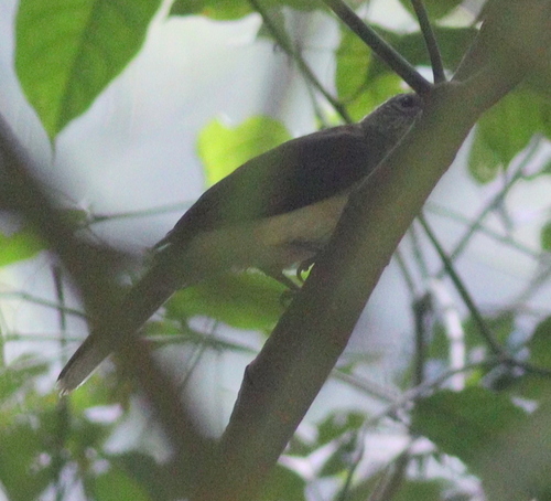 Swamp Palm Bulbul (Thescelocichla leucopleura), photo 2