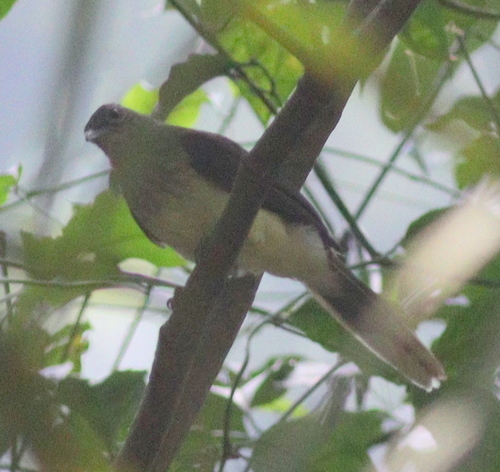 Swamp Palm Bulbul (Thescelocichla leucopleura), photo 4