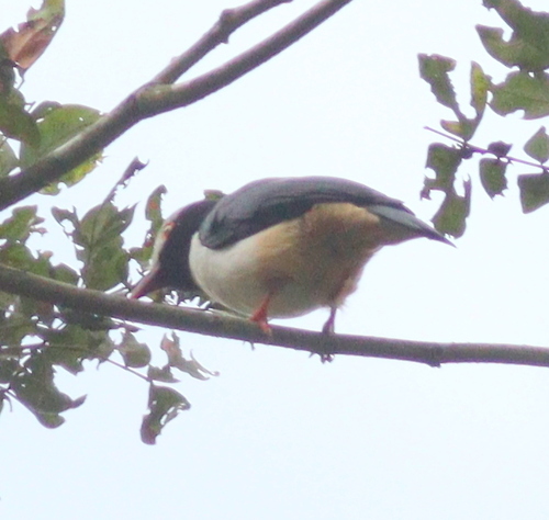 Red-billed Helmetshrike (Prionops caniceps), photo 8
