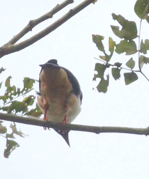 Red-billed Helmetshrike (Prionops caniceps), photo 2