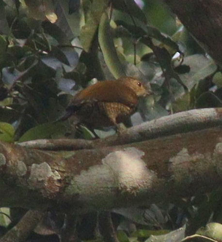 Buff-spotted Woodpecker (Pardipicus nivosus), photo 8