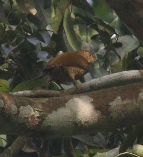 Buff-spotted Woodpecker (Pardipicus nivosus), photo 4