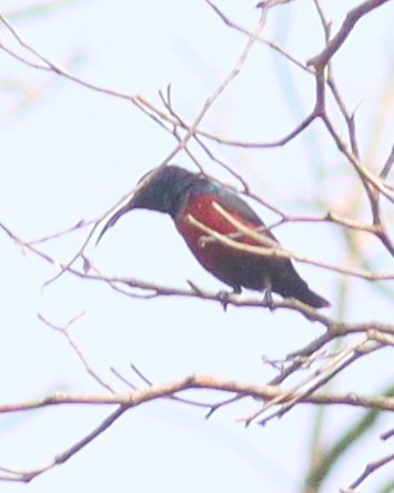 Johanna's Sunbird (Cinnyris johannae), photo 8