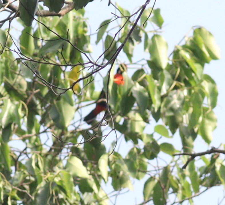 Red-vented Malimbe (Malimbus scutatus), photo 2
