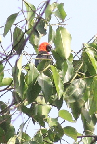 Red-vented Malimbe (Malimbus scutatus)