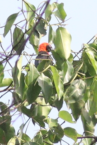 Red-vented Malimbe (Malimbus scutatus), photo 1