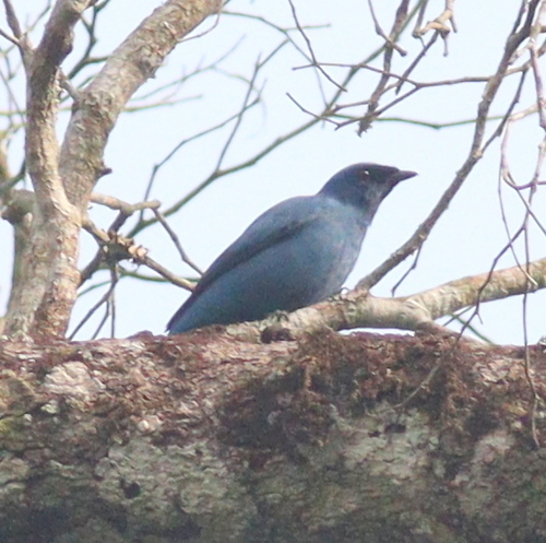 Blue Cuckooshrike (Cyanograucalus azureus), photo 2