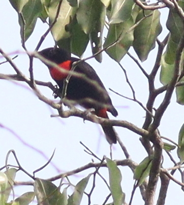 Red-vented Malimbe (Malimbus scutatus), photo 4