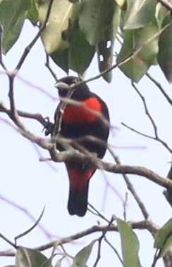 iNaturalist image